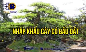 thu-tuc-nhap-khau-cay-co-bau-dat